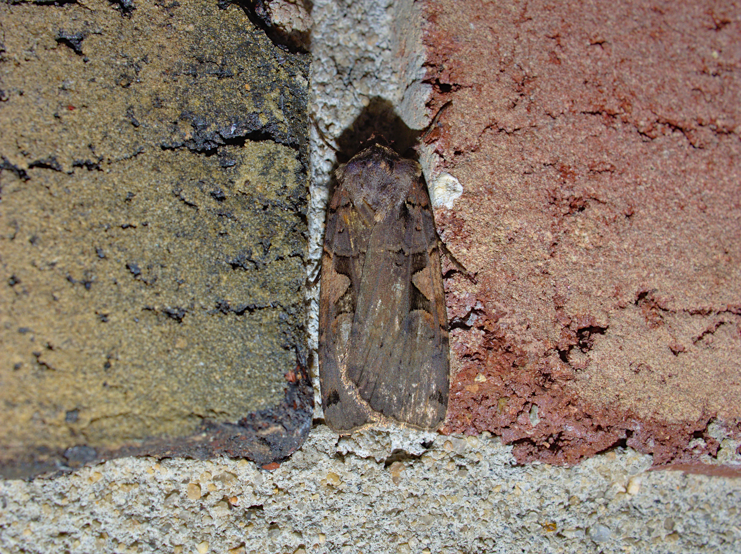 Bigger than the Setaceous Hebrew Character in June... super blue too!_20200909.jpg